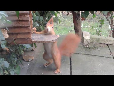 Ein Eichhörnchentag #6