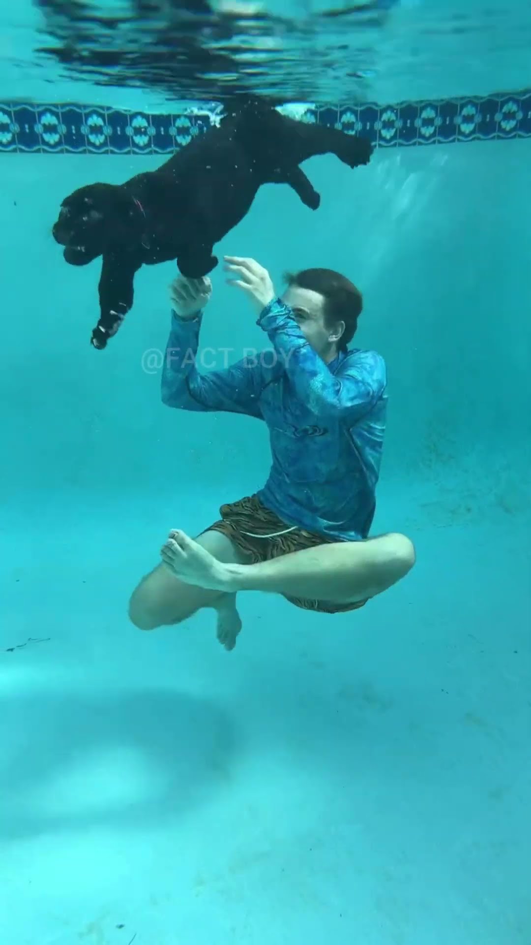 Lion attack underwater #shortvideo