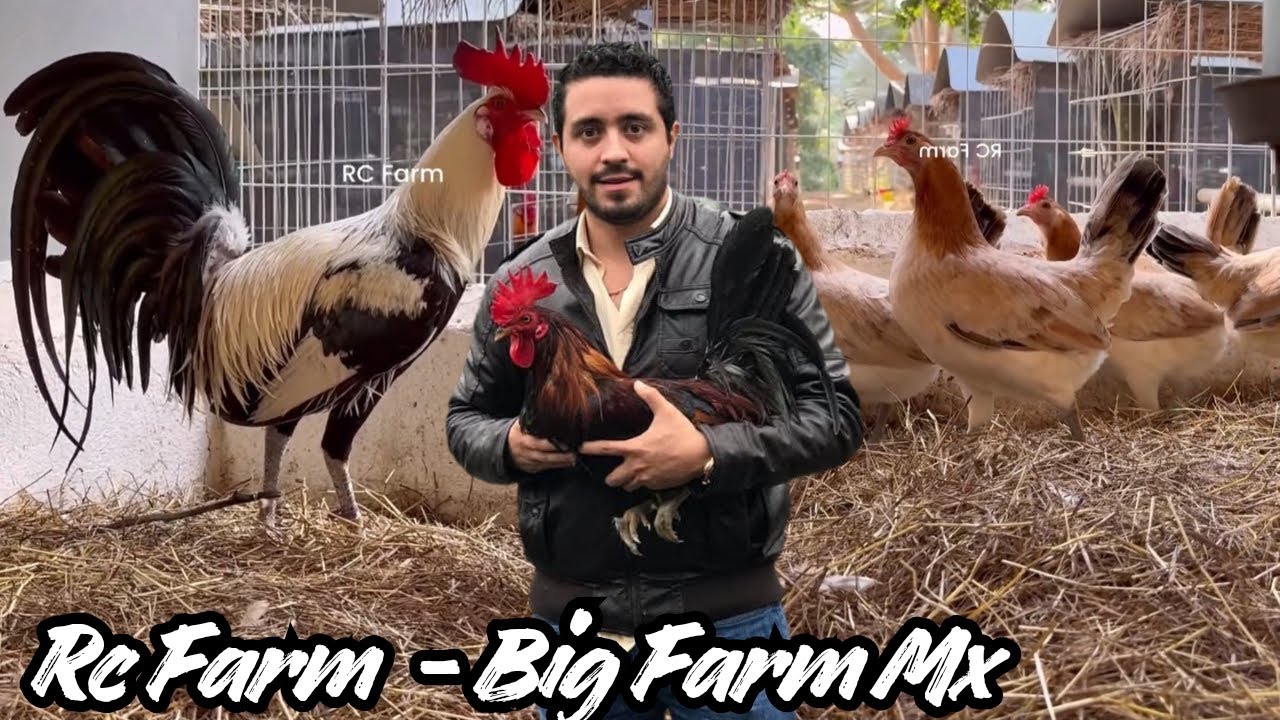 Beautiful Big Farm Mx - RC FARM Feeding Time Free Range Shape Chicken Coop Outdoor Breeding Pens