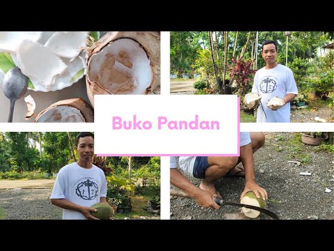 Buko Pandan Plant