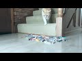 Peg prank on my cats!!! (***Part 2***)