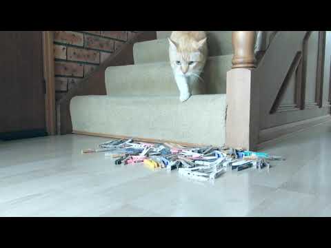 peg-prank-on-my-cats!!!-(***part-2***)