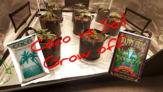 Coco vs Soil Grow off.