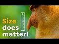 Proboscis Monkeys | (Nose) Size Matters