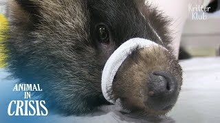 What Drove This Raccon’s Entire Family To Death Was.. | Animal in Crisis EP220