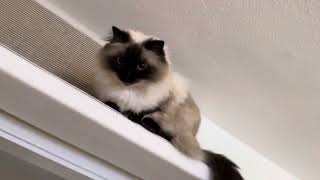 Bonnie is stealthy on a shelf by CLNA Cats 1,198 views 4 months ago 28 seconds