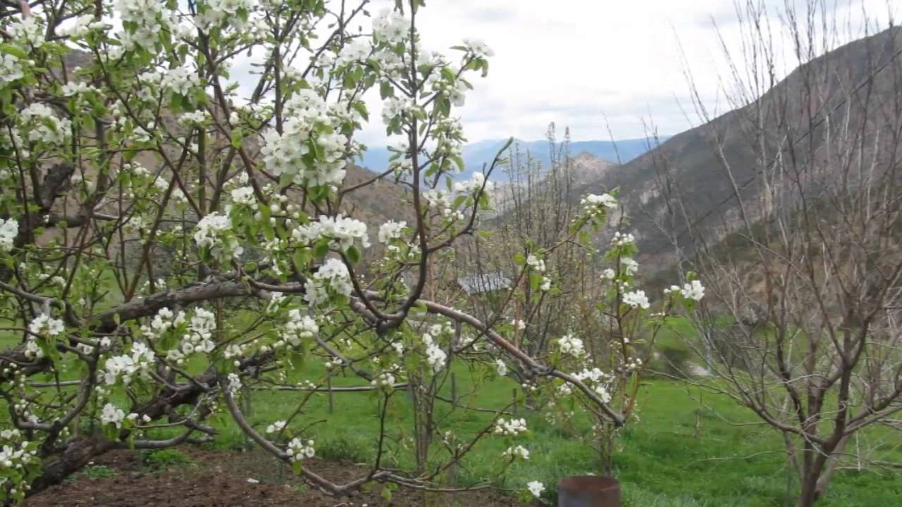 OLUKDERE KÖYÜ 1  GÜMÜŞHANE