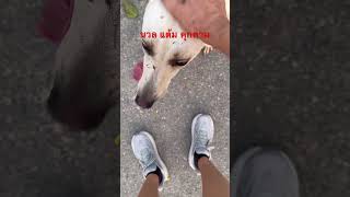 นวล แต้ม 🐕จร จู่โจม