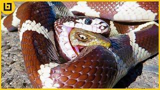 15 Merciless Hungry Snakes Eating Everything In Sight
