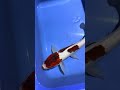Marusei , Goromo, Tosai, 15-25cm, importiert 2/2026 #koi