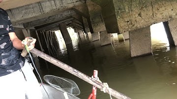 Thực tế thả cáp cá chép nổi như phao.0985802199