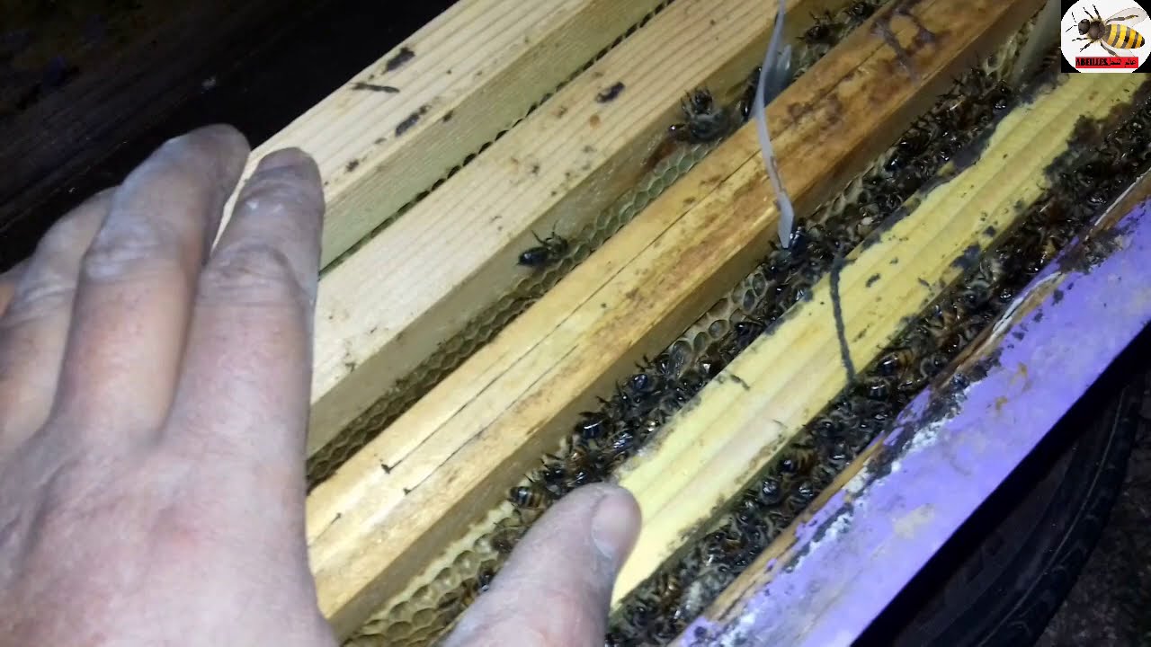 كيف تعرف ان خلية النحل مكذبة أو بها أمهات كاذبة