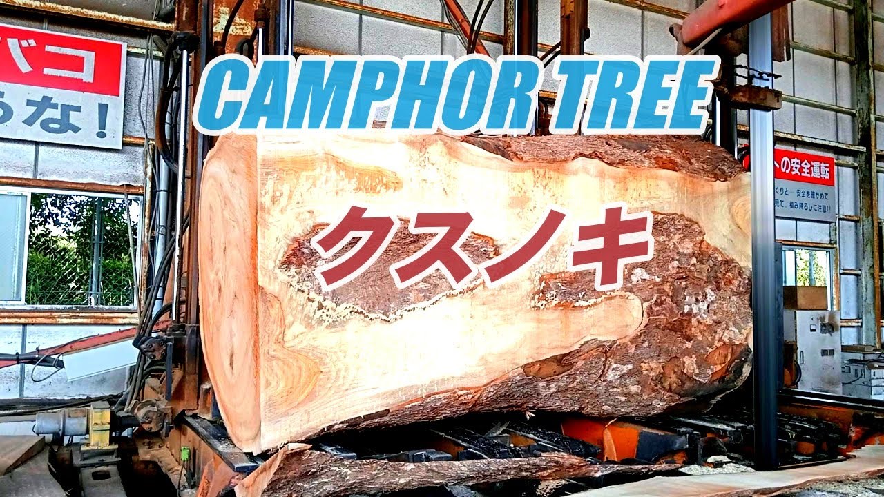クスノキ・CAMPHOR TREE - YouTube