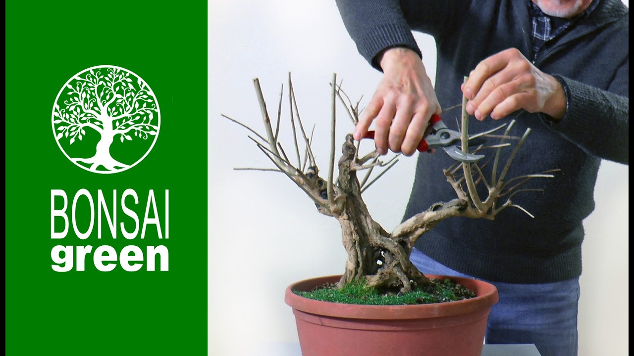 Potature   Pruning  2026