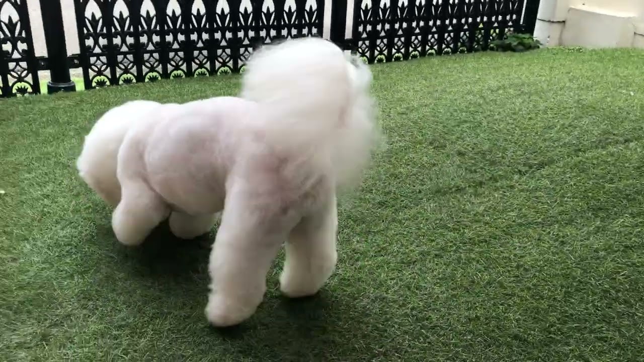 エースちゃんと遊ぶ♪ - YouTube