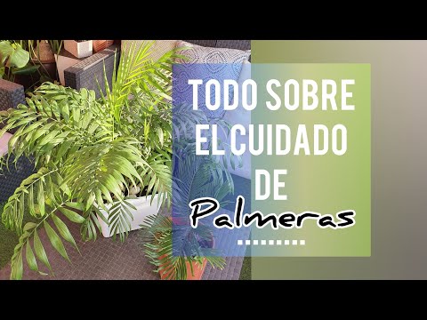 Video: Plantar palmeras de salón en el exterior: ¿puedes cultivar palmeras de salón en el exterior?