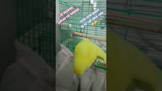 Tottik tottik geliyor 🤣 #budgie #budgies #friendly #talkingparrot #fly #keşfetol #keşfetaçıl #fly Resimi