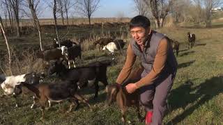 видео: Асыл тұқымды ешкі шаруашылығы! сүтті ешкі! хабар агенттігі! Бекет ешкі шаруашылығы! картинка: Асыл тұқымды ешкі шаруашылығы! сүтті ешкі! хабар агенттігі! Бекет ешкі шаруашылығы!