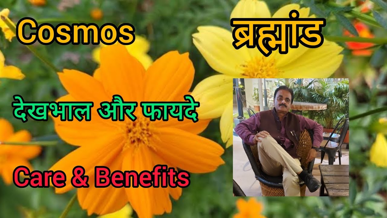 Cosmos Care Tips and Benefits, Propagation, Sowing, pinching, watering