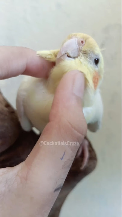 Cute Cuddles Craving 🥰🦜💕 #cockatielscraze #cockatiel #vibrantbirds