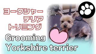 Yorkshire terrier　Grooming