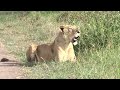 Lioness Stealthily Stalks a GIANT Eland! 🤯 #LionessHunting #GiantEland