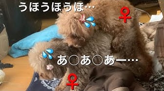 犬の生理 Youtube