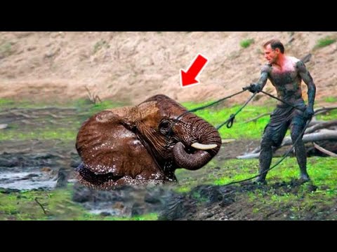 Man Saves Drowning Elephant, Then The Herd Does Something Incredible!