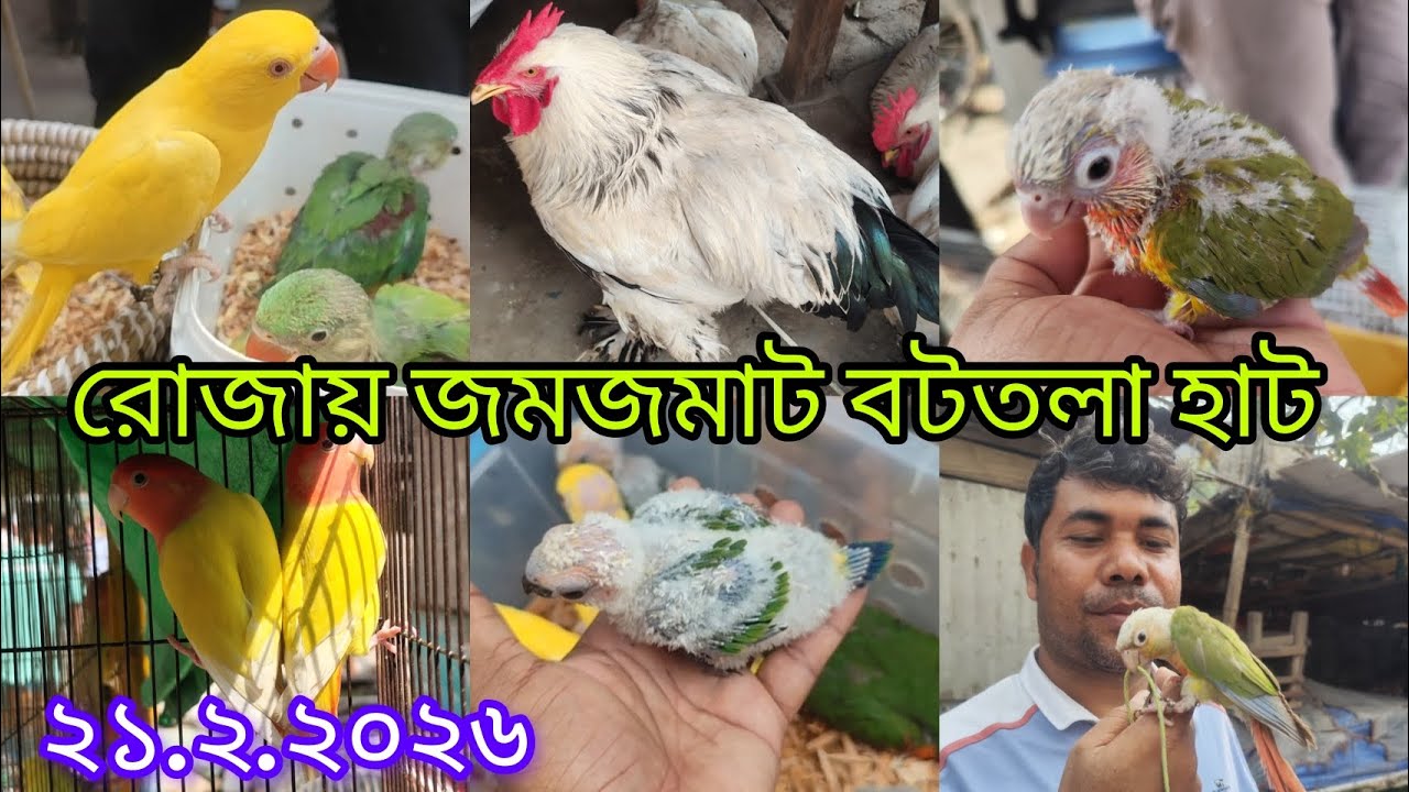 ২১/২/২০২৬ ||বাচ্চা পাখিতে ভরপুর ১৩ নাম্বার বটতলা হাট || ব্রাহমা মুরগি বটতলা হাটে || 