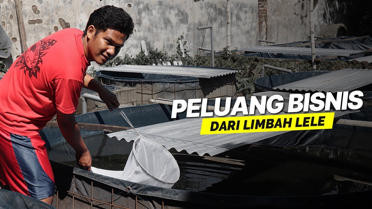 BUDIDAYA KUTU AIR TANPA BIBIT PALING MUDAH DARI LIMBAH LELE