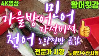 가을방어 가성비적 굿,활민어 시세 이만하면 괜찮아 보여,전어는 노량진만 급값, 9/24(04:00-05:30)노량진수산시장 활어횟감정보