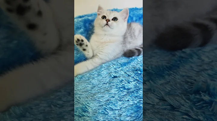 Video 5273951: british kitten, boy british