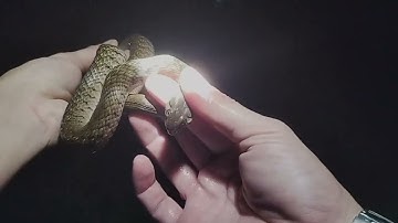 Kích Cá Đêm Bắt Được CÁ LÓC Đồng, Lươn Đồng, Ếch Đồng, Rắn|(P1) kichca realtime tv.