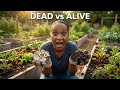 Reviving Your Garden Soil With Soil Amendments