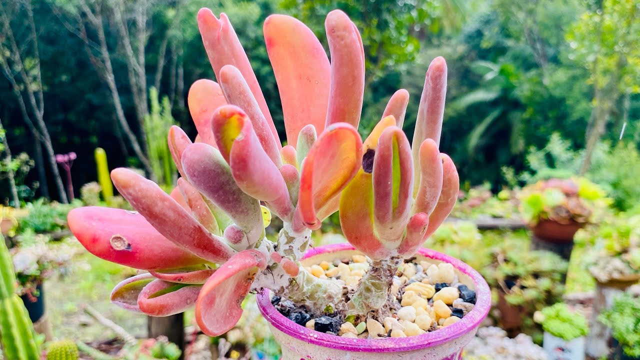 SUCULENTAS QUE FORMAM CAUDEX SUCULENTAS EM FORMATO DE BONSAI 💚