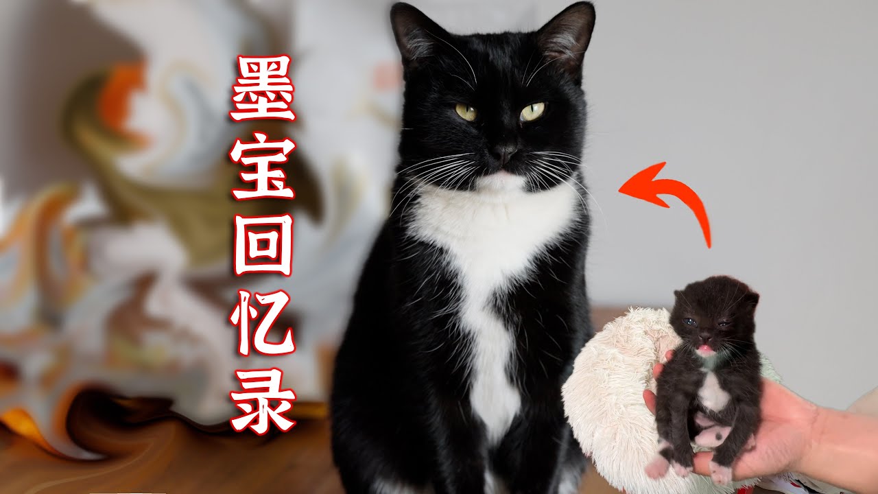 亲手接生的黑猫警长，它长大了