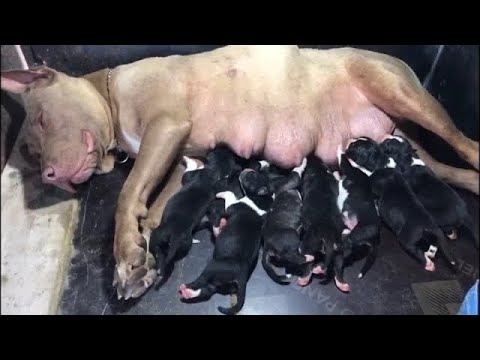 Pitbull Doğum Anı  | ilk defa doğum anı görüyorum