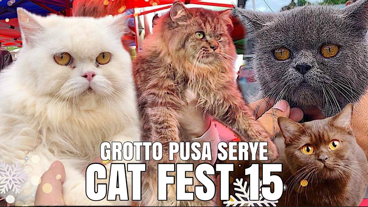 CAT FEST 15 | GROTTO PUSA SERYE | DECEMBER 17, 2023