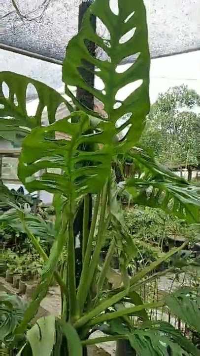 giant janda bolong