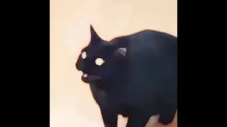 BASS BOOSTED CAT
