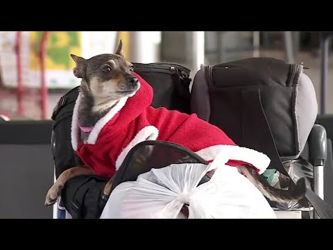 Video: United Airlines prohibe 25 razas de perros y gatos