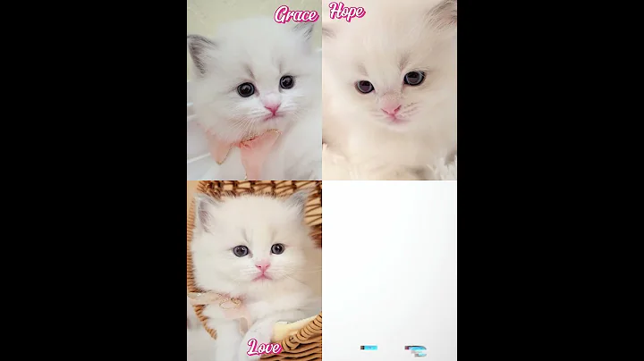 Video 10375711: ragdollkittens cat kitten