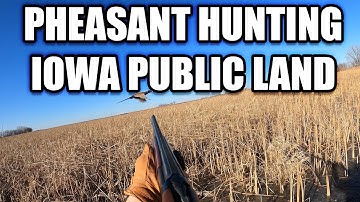 PHEASANT HUNTING IOWA PUBLIC LAND