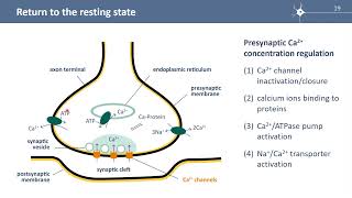 S3E3 Intracellular Ca ions & neurotransmitter release