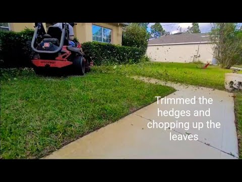 Trimmed the hedges and chopping up the leaves - YouTube