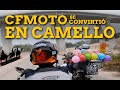 La cfmoto 650mt se convirti en camello