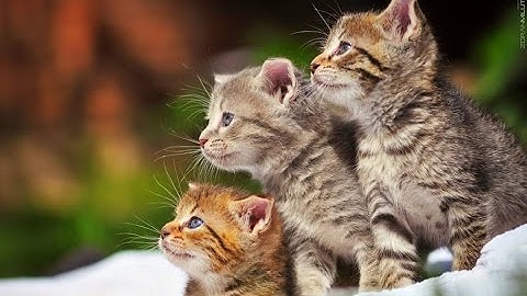 Program sederhana Menghitung IPK Kuliah menggunakan C++