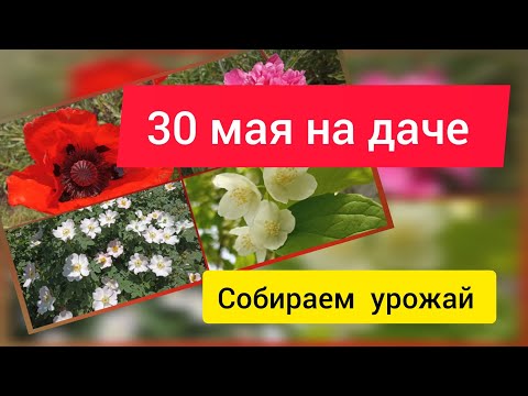 На даче,урожай редиски,лука,салата. Грибы слизевики растут на траве,редкая гадость.