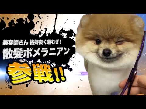 爆笑イッヌ全員参戦！！part41