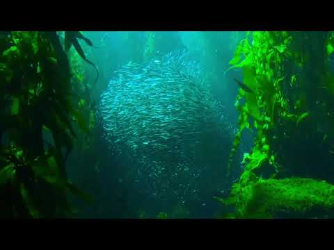 On Entering The Sea By Nizar Qabbani 